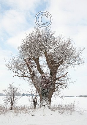 Pollarded Tree DM1471